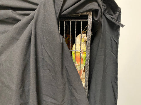 Do You Need To Cover A Cockatiel’S Cage At Night