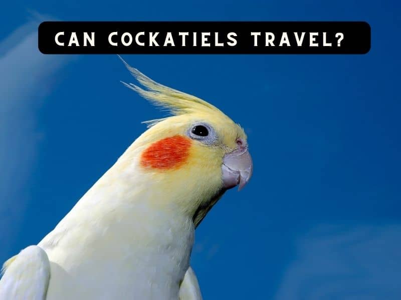 can cockatiels travel