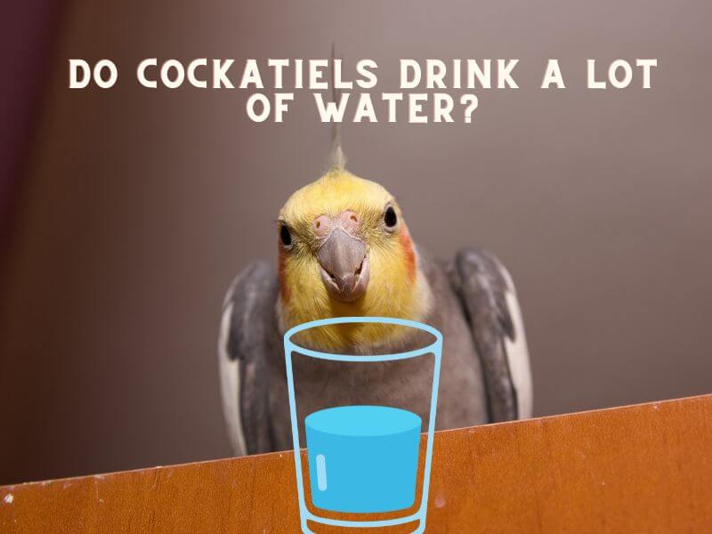 do cockatiels drink a lot of water