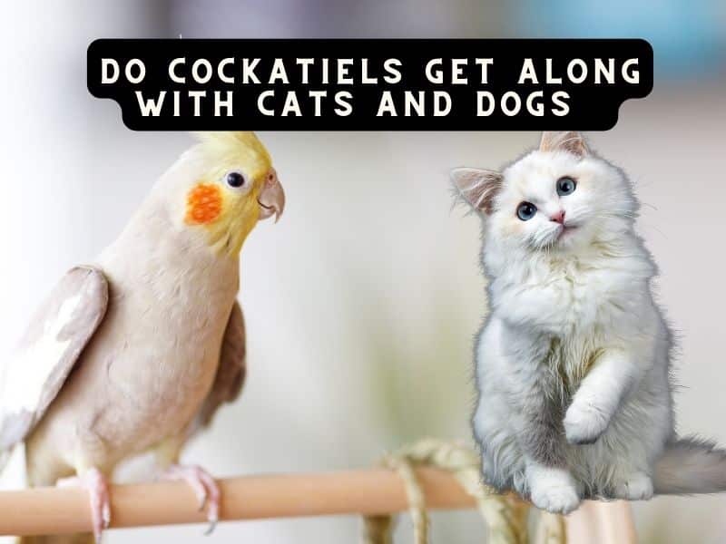 do cockatiels get along with cats and dogs