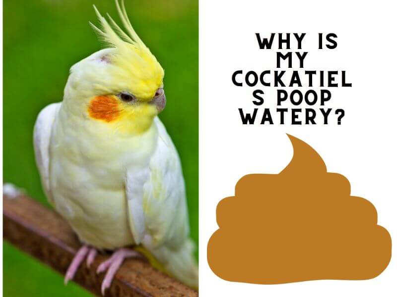 why is my cockatiels poop watery