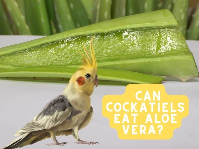 can cockatiels eat aloe vera