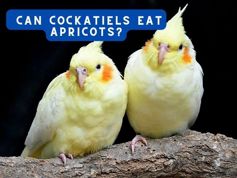can cockatiels eat apricots