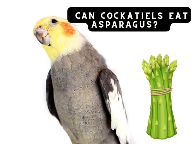can cockatiels eat asparagus