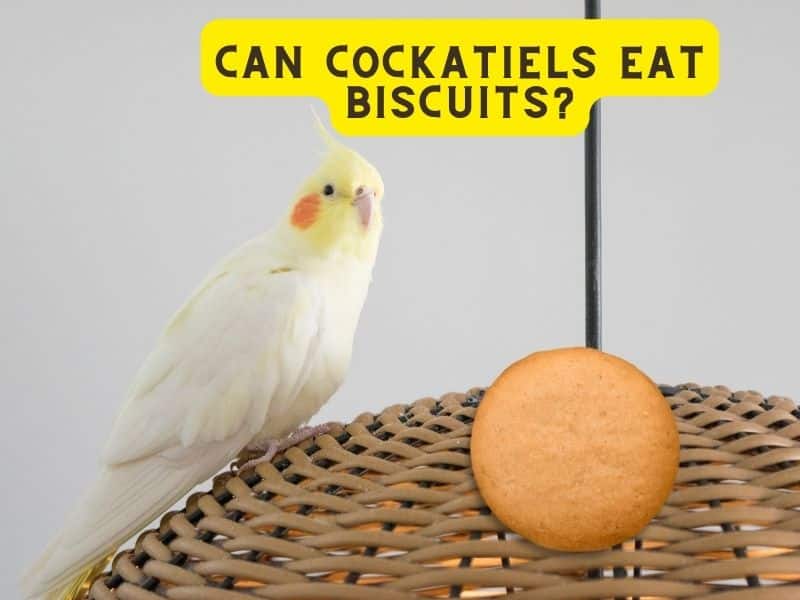 can cockatiels eat biscuits