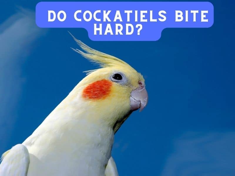 do cockatiels bite hard