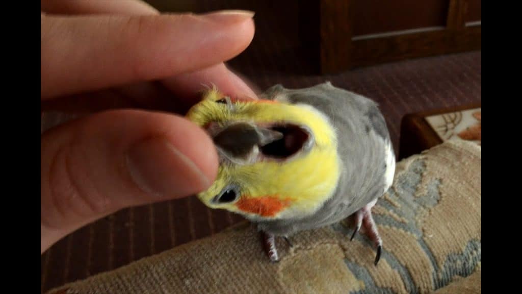 do cockatiels like biting