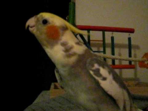 do male cockatiels talk