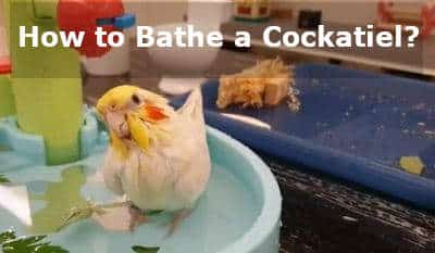 how do i bathe my cockatiel 
