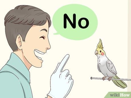 how do you discipline a bird for biting