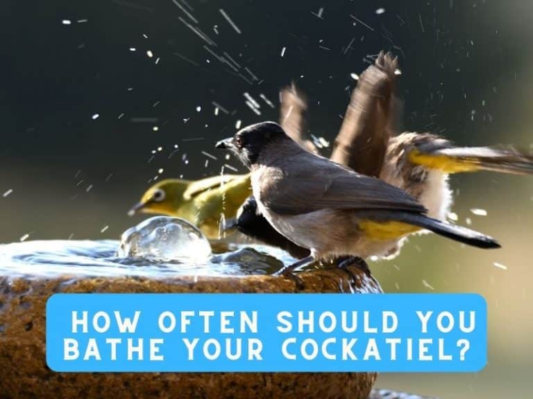 How Often Should You Bathe Your Cockatiel? (Bathing Tips)