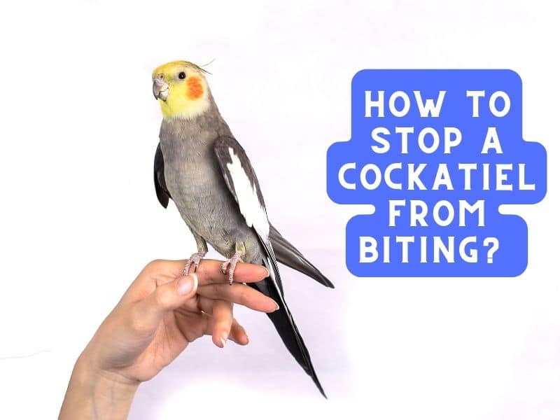 how to stop a cockatiel from biting