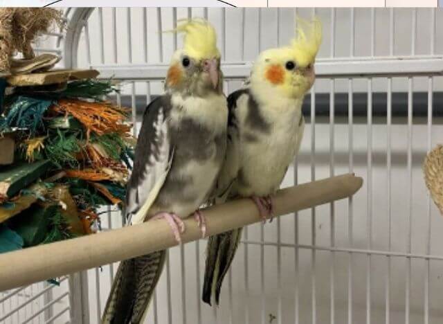 what temperature is too cold for cockatiels