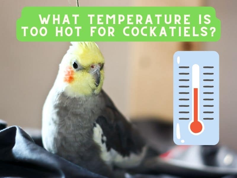 what temperature is too hot for cockatiels