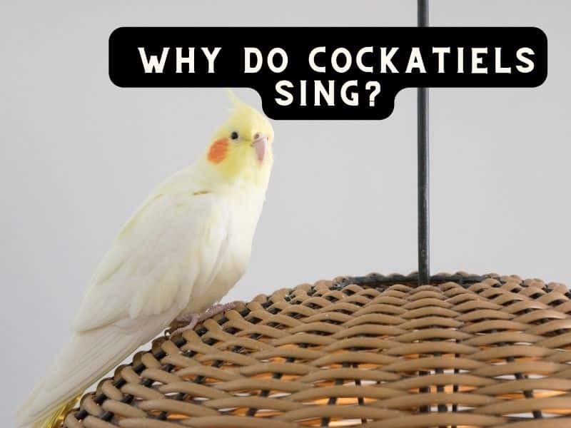 why do cockatiels sing