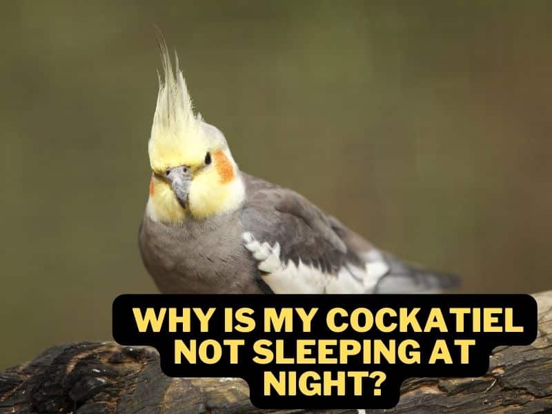 why is my cockatiel not sleeping at night