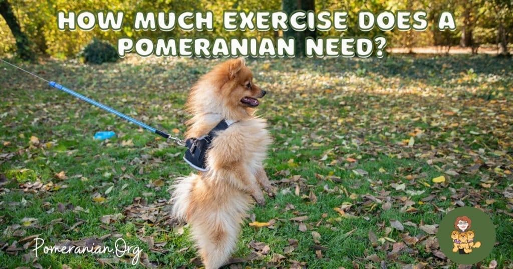 how-long-should-a-pomeranian-walk