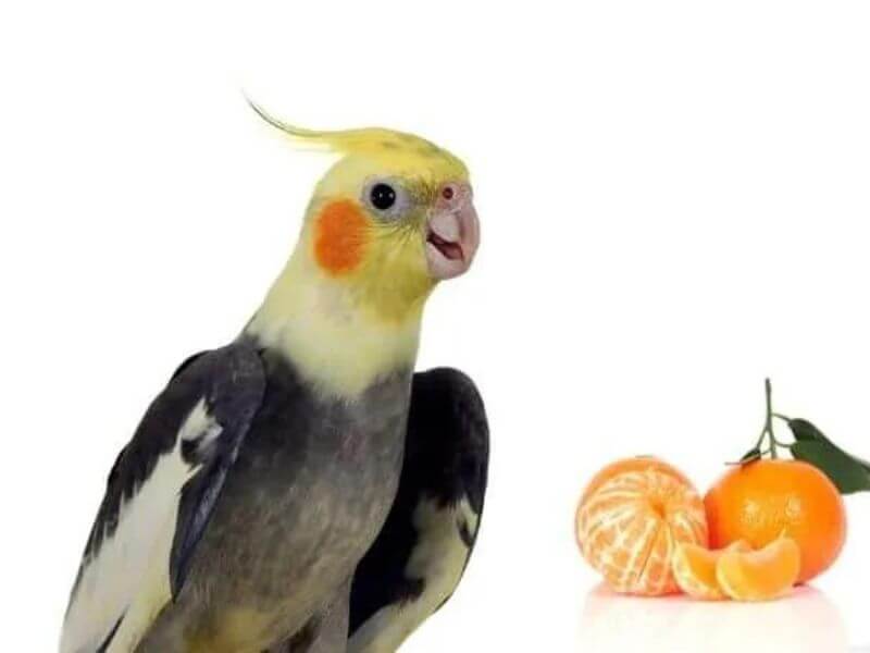 What Fruits Can Cockatiels Eat List
