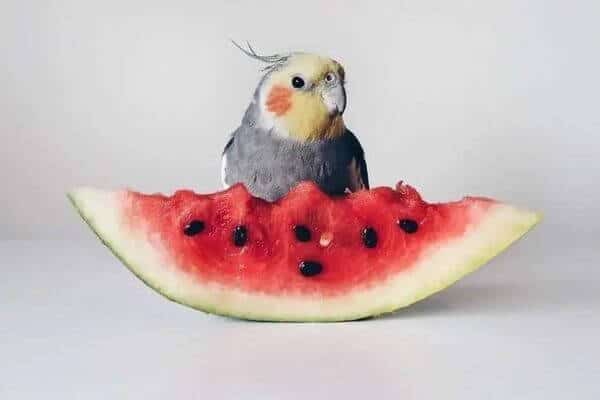 are melon seeds safe for birds