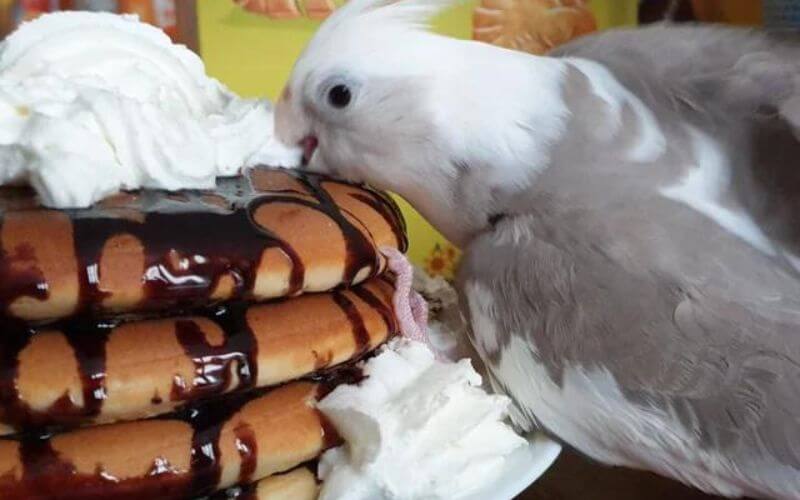 can birds eat ice cream (1)