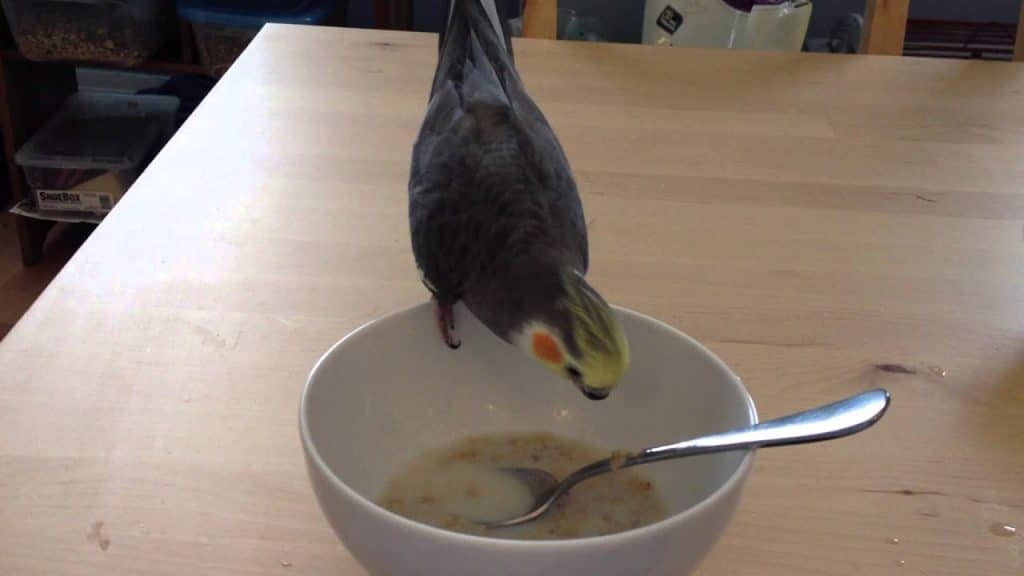 can birds eat oatmeal oats