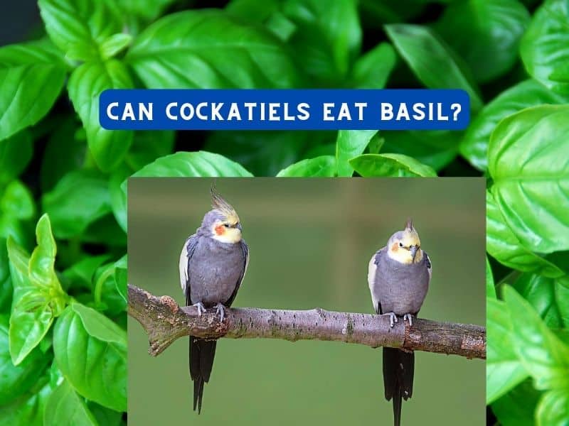 can cockatiels eat basil