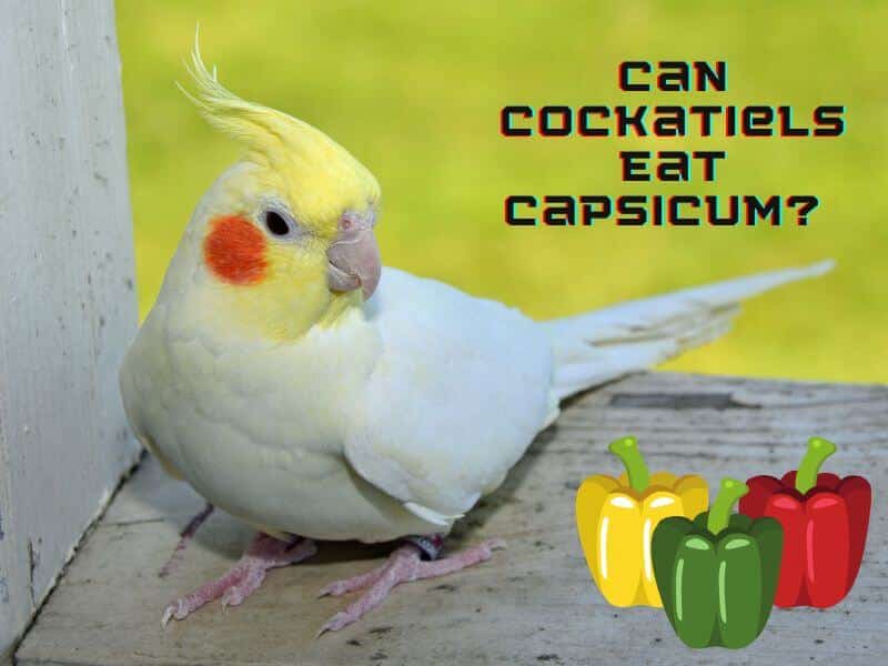 can cockatiels eat capsicum
