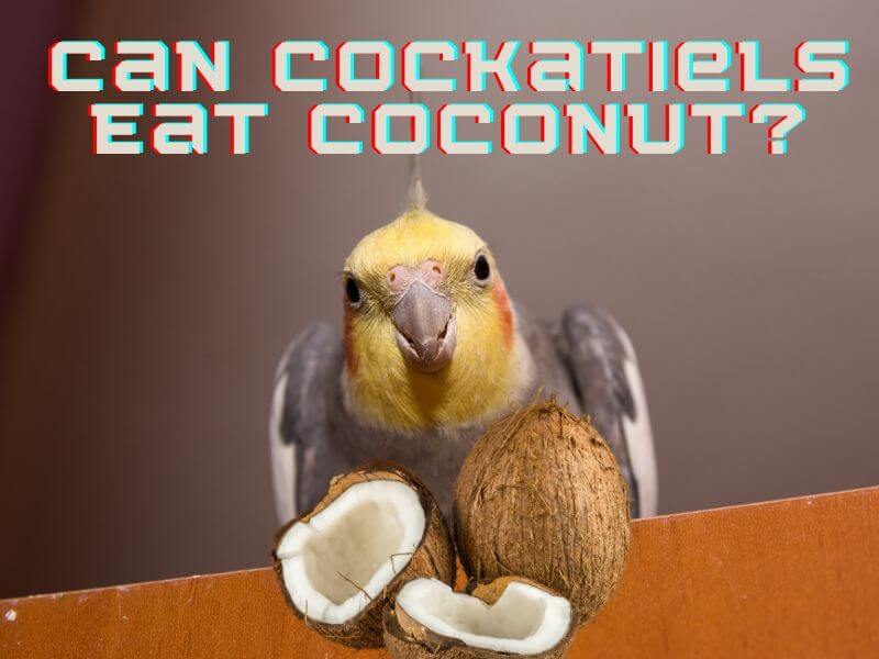 can cockatiels eat coconut