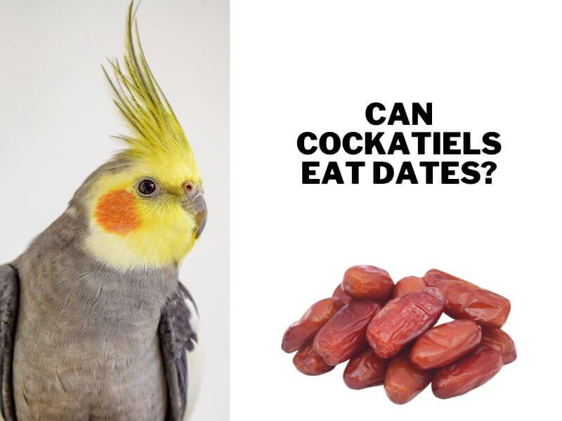 Can Cockatiels Eat Dates? (Tips You Should Follow)