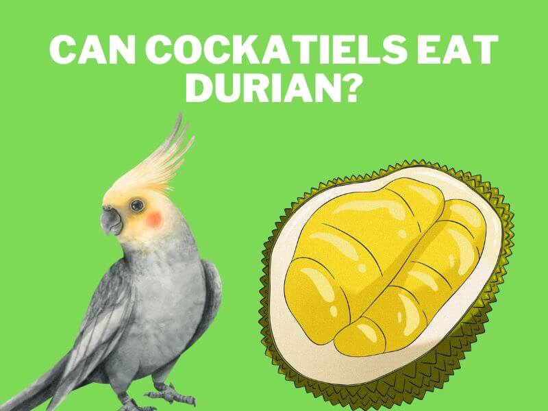 can cockatiels eat durian
