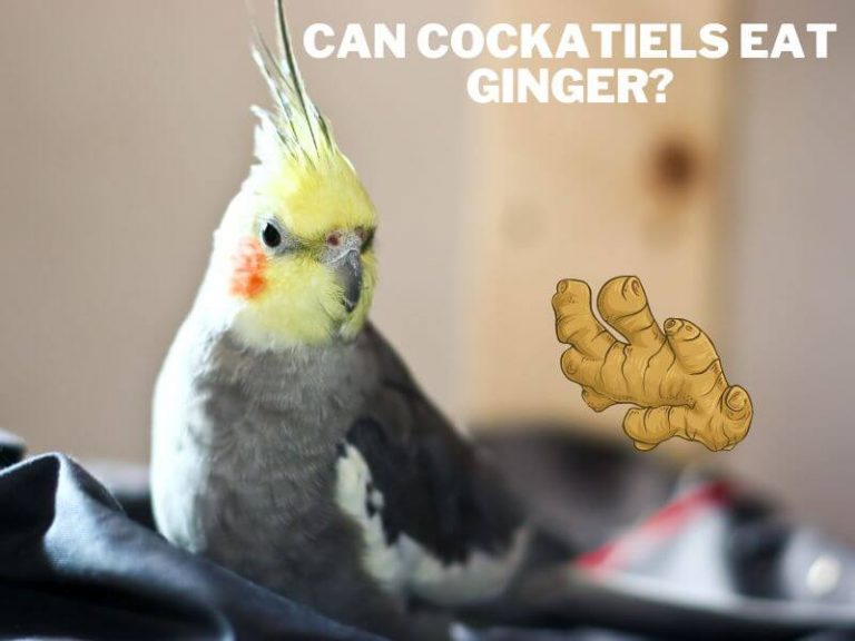 Can Cockatiels Eat Ginger Is Ginger Safe can-cockatiels-eat-ginger-is-ginger-safe