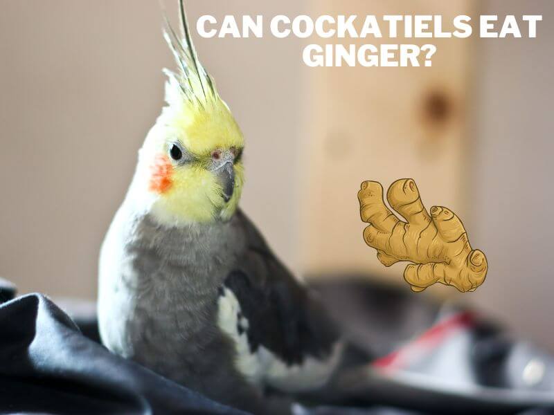 can cockatiels eat ginger