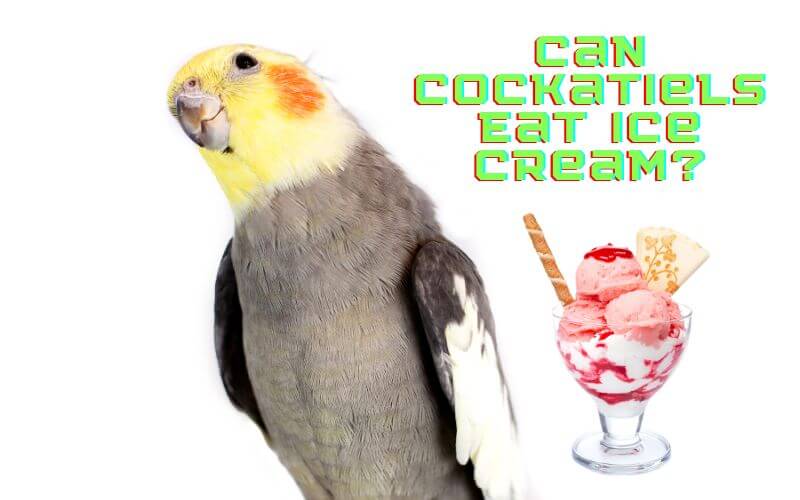 can cockatiels eat ice cream