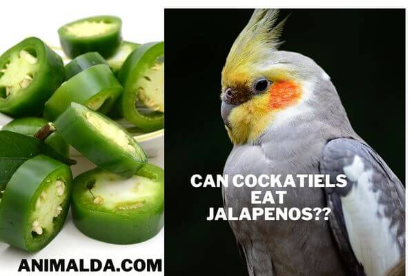 can cockatiels eat jalapenos