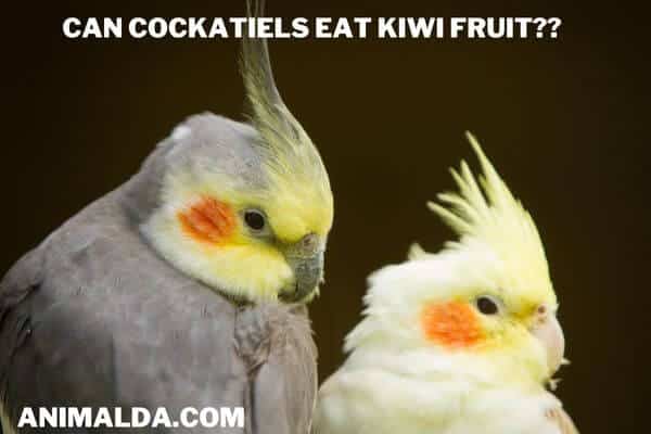 Can Cockatiels Eat Kiwi Fruit? (Is Kiwi Safe?)