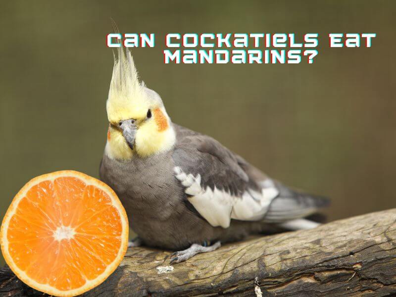 can cockatiels eat mandarins