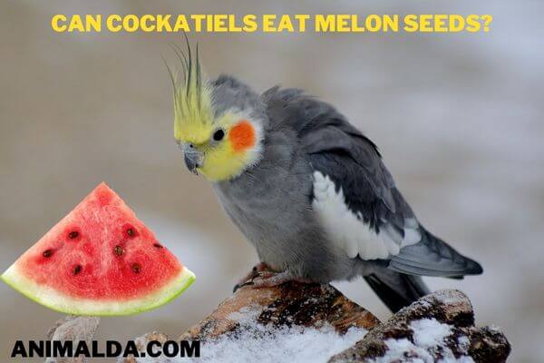 can cockatiels eat melon seeds