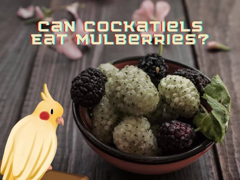 can cockatiels eat mulberries