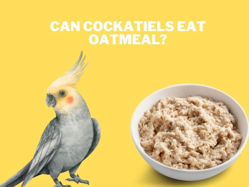 can cockatiels eat oatmeal