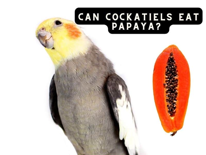 can cockatiels eat papaya