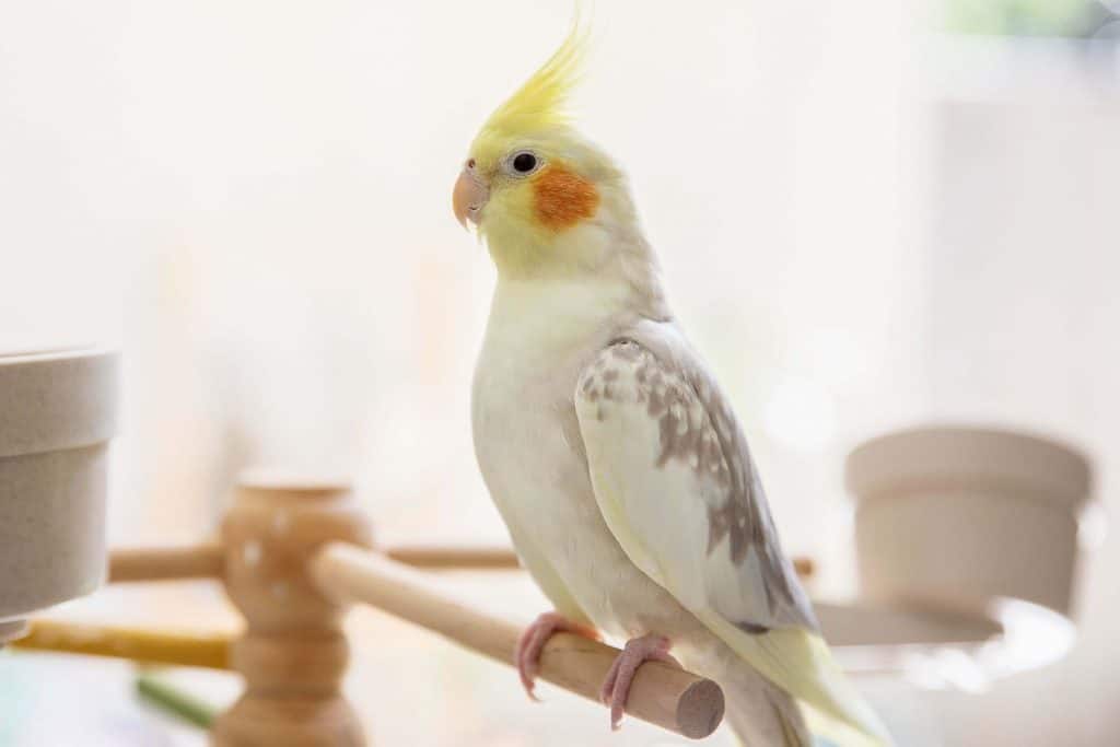 do cockatiels like to be petted