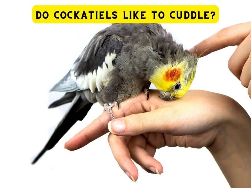Do Cockatiels Like to Cuddle? (Find Now)