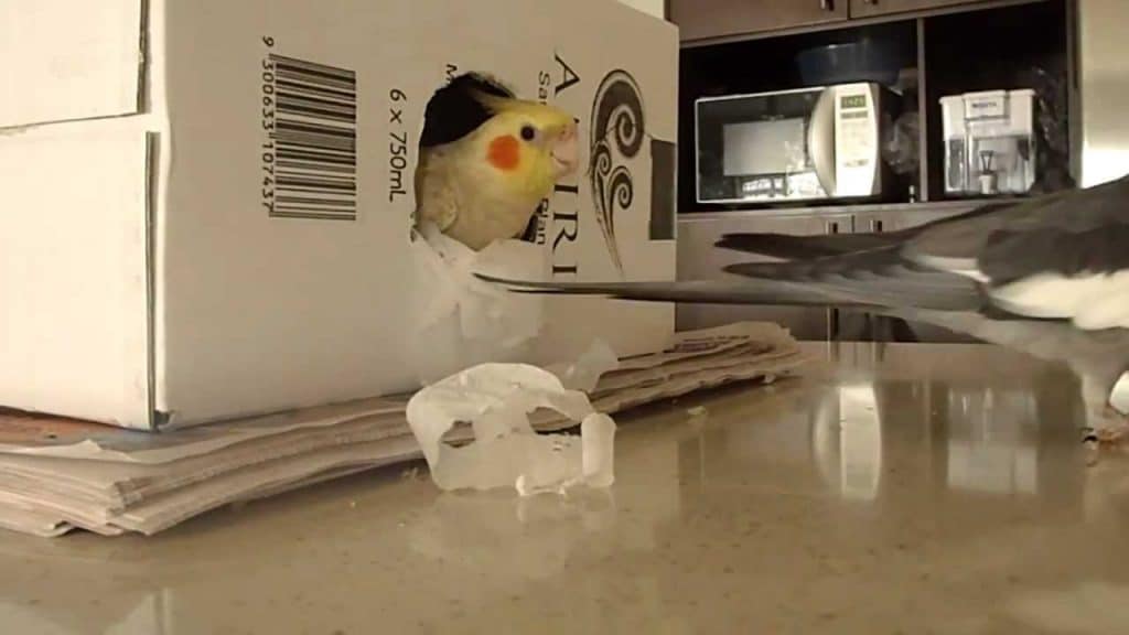 do cockatiels need a nest to sleep in