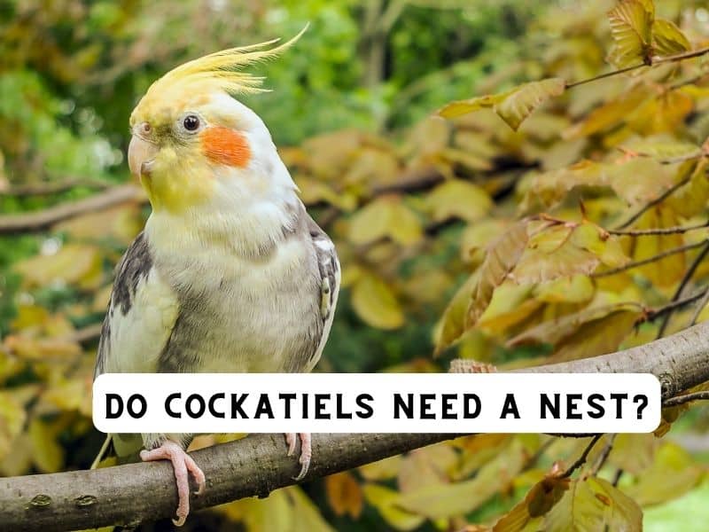 do cockatiels need a nest