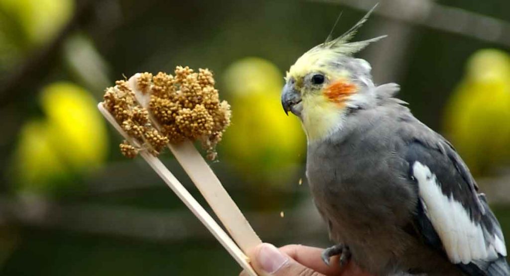 do cockatiels need bird gravel