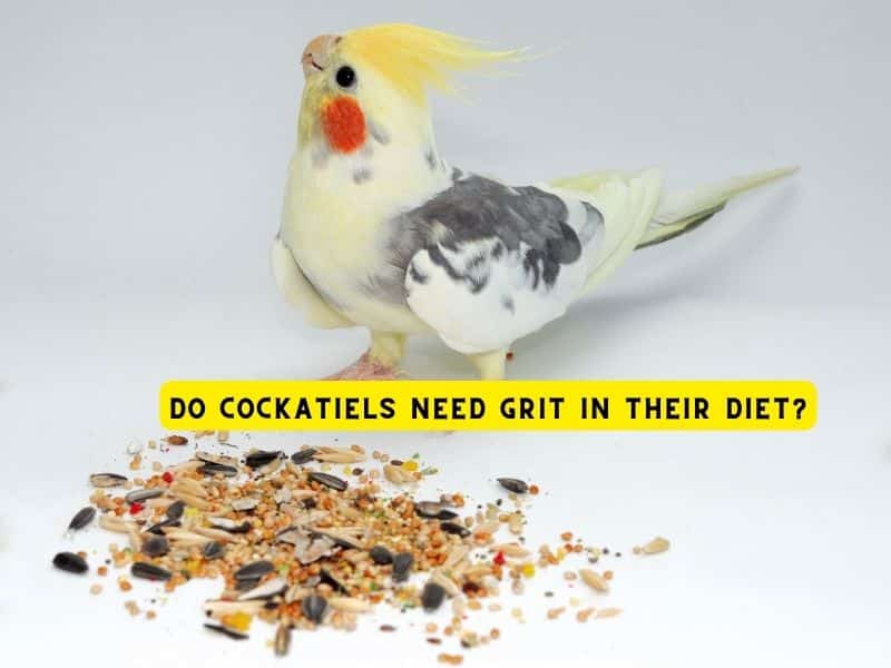 do cockatiels need grit in their diet