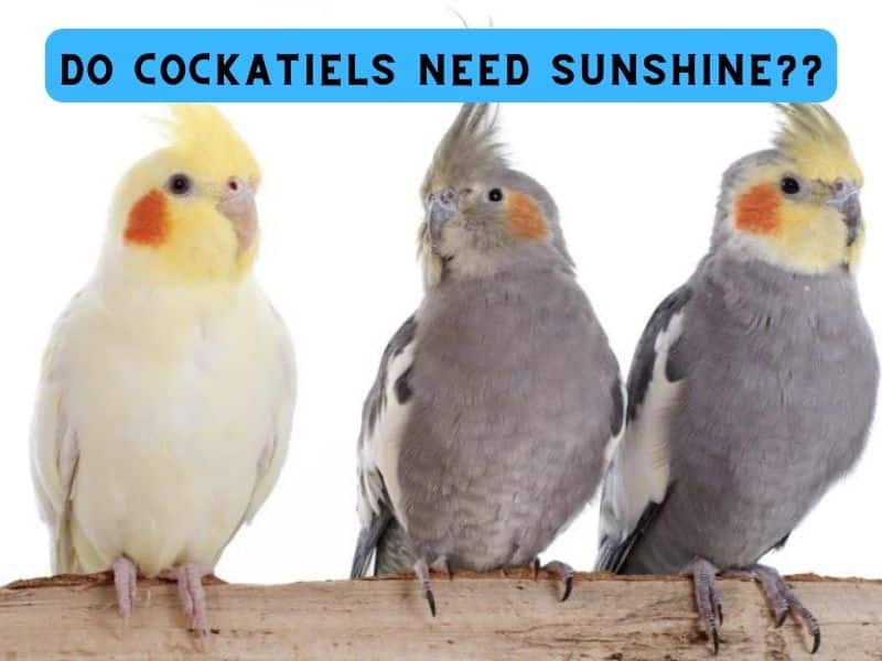 do cockatiels need sunshine