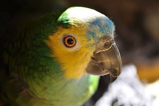 do cockatiels need to go to the vet