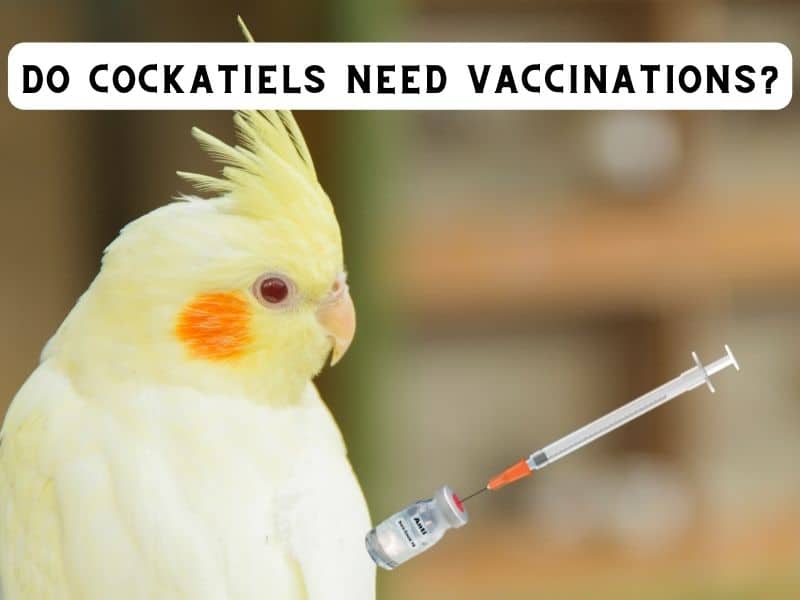 Do Cockatiels Need Vaccinations? (Polyomavirus Vaccine)
