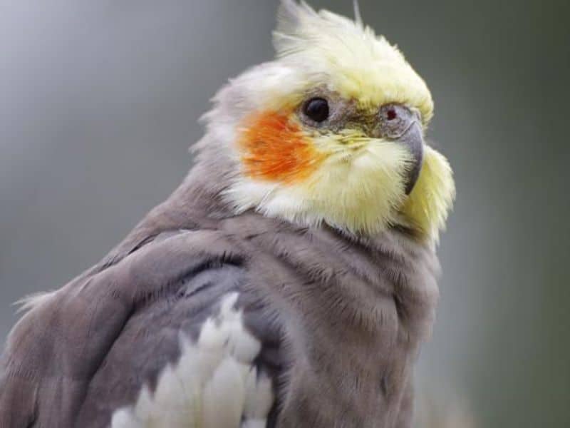 how do you get a cockatiel to shut up